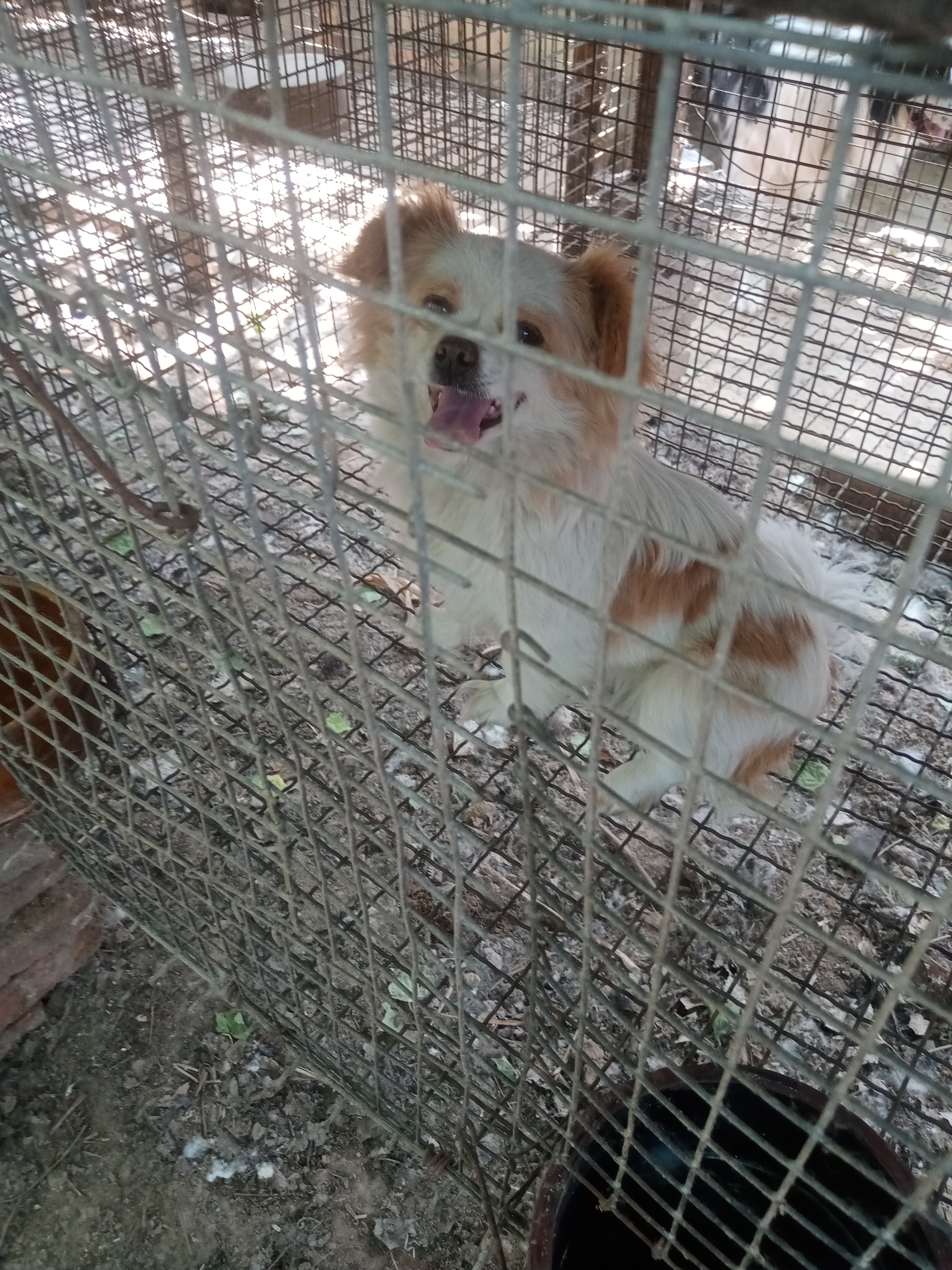 蝴蝶犬